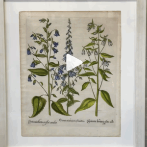 “Ceruicariamaior syluestris” ‘Bell Flower’ 1613 Hand Coloured Copper Engraving